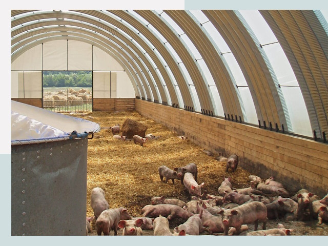 Строительство свинарников в ессентуках